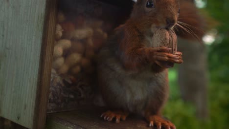 Close-up-of-cute-squirrel-holding-walnut-in-hands-biting-and-eating-it