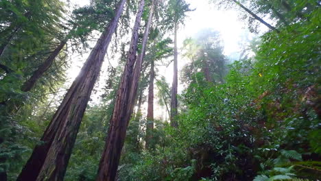 Eine-Schräge-Aufnahme-Bietet-Einen-Guten-Blick-Auf-Die-Riesigen-Redwood-Bäume-Im-Muir-Woods-Park