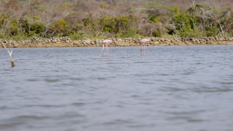 Two-pink-flamingos-foraging-in-tranquil-waters-near-a-lush-island,-daytime