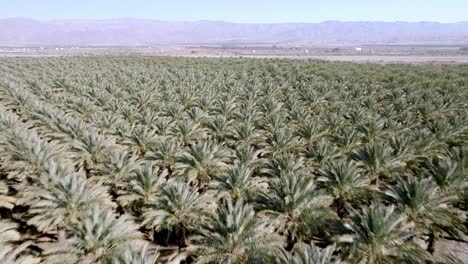 Large-palm-tree-nursery-in-Coachella,-California-with-drone-video-close-up-and-moving-forward