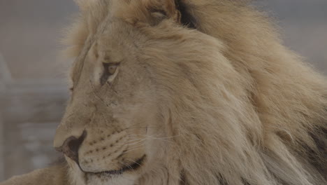 Close-up-of-a-lion-side-profile-with-wet-nose