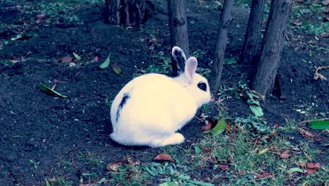 Una-Toma-En-ángulo-Alto-De-Un-Conejo-Blanco-Y-Negro-Alimentándose-De-Hojas-Cerca-De-Los-árboles