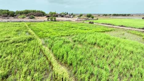 Flyby-drone-footage-over-the-green-farm-in-Golarchi-Sindh-Pakistan,-rice-field