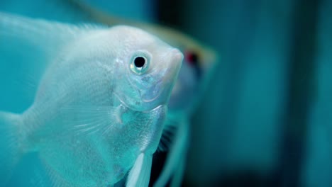 Beautiful-white-angelfish,-freshwater-cichlid,-popular-species-for-aquariums