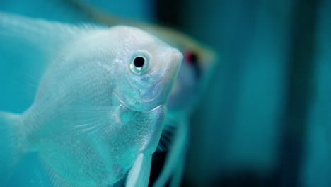 Hermoso-Pez-ángel-Blanco,-Cíclido-De-Agua-Dulce,-Especie-Popular-Para-Acuarios