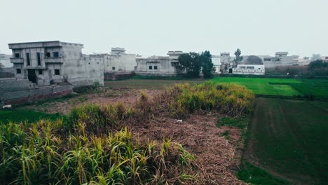 Rural-Pakistan-landscape-with-lush-fields-and-traditional-buildings,-clear-day
