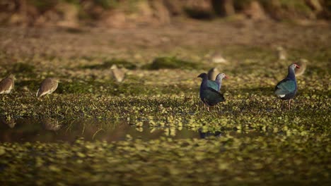 predatory-bird-trying-to-Hunt-Grey-headed-swamphens-in-Wetland