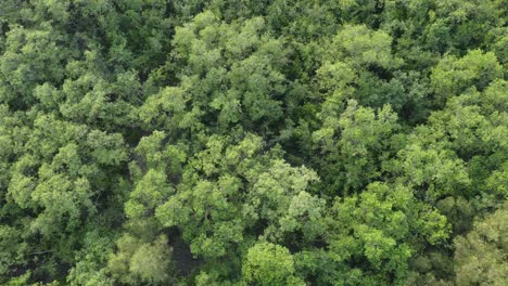 Ariel-view-shot-of-Sundarban,-which-is-one-of-the-biggest-tiger-reserve-forest-in-Asia