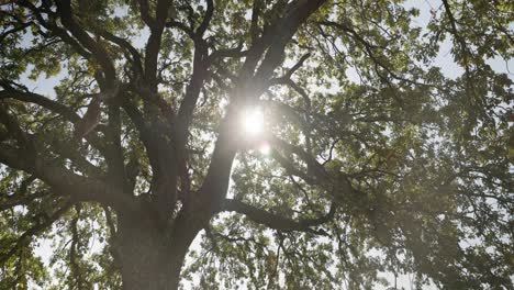 Tree-Branches-With-Streaming-Sunlight.-Low-Angle-Shot