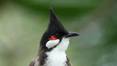 Cute-red-whiskered-bulbul,-pycnonotus-jocosus-perched-on-tree-branch-in-its-natural-habitat,-curiously-looking-and-wondering-around-its-surrounding-environment,-extreme-close-up-portrait-shot