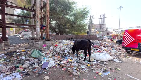 Eine-Schwarze-Kuh-Auf-Der-Suche-Nach-Nahrung-In-Einem-Riesigen-Müllhaufen