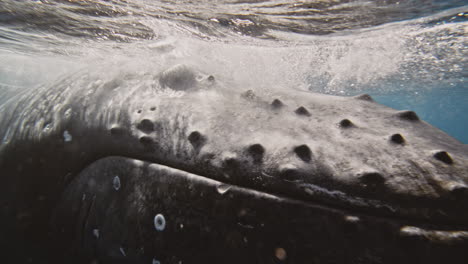 Extreme-closeup-of-baby-humpback-whale-face-and-barnacles-encrusting-mouth-as-sunlight-sparkles-on-body