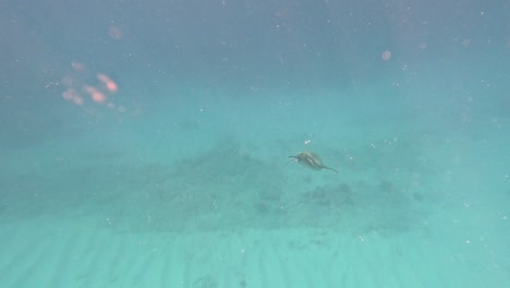 Hawaiianische-Grüne-Meeresschildkröten-In-Oahu,-Waikiki-Beach