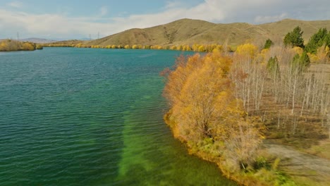 Deciduous-trees-on-shore-of-lake-Wairepo-Arm-during-fall-season-in-New-Zealand