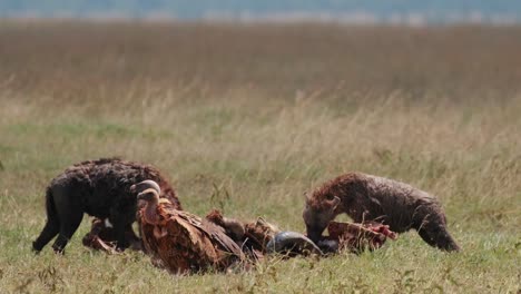 Hyena-Jackal-Eating-Dead-Buffalo-While-Vultures-Waiting-In-Ol-Pejeta-Conservancy,-Kenya,-Africa