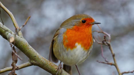 Wildes-Rotkehlchen-Sitzt-Im-Winter-Auf-Einem-Ast