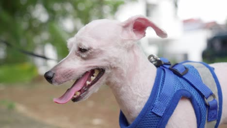 Closeup-Of-White-Bald-Toy-Poodle-In-Dog-Body-Harness-Outdoor