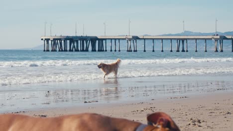 Golden-Retriever-Running-in-Front-of-Waves-on-Sunny-Californian-Beach,-Slow-Motion