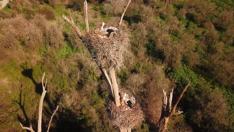 Fliegen-Sie-über-Den-Storchvogel,-Der-Im-Sommer-Auf-Einem-Laubnest-Auf-Einem-Baum-Sitzt,-Die-Sonne-Scheint-Mitten-Am-Tag-In-Der-Naturlandschaft,-Wunderbare-Malerische-Luftaufnahme-Der-Tierwelt,-Touristenattraktion,-Wahrzeichen,-Vögel-Beobachten,-Iran