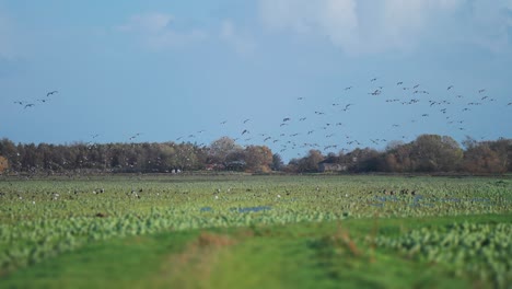 A-huge-flock-of-migrating-wild-geese-lands-on-the-flooded-meadow-joining-other-birds