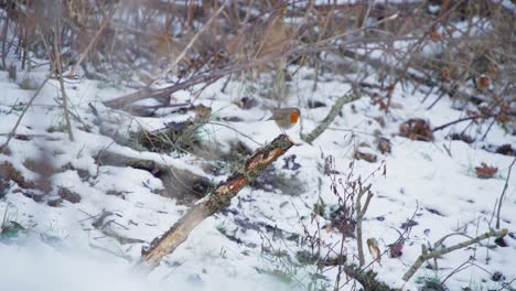 Robin-bird-perched-on-dry-tree-branch-in-snowy-winter-forest,-flying