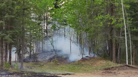 Wildfire---Fire-Burning-Grass-And-Trees-In-The-Forest
