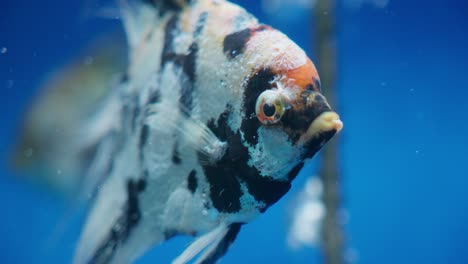 Aquarium,-next-to-an-angelfish,-in-an-illuminated-tank