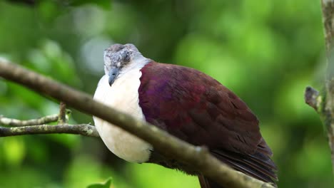 Male-Santa-Cruz-Ground-Dove,-pampusana-sanctaecrucis-with-puff-up-feathers,-resting-on-tree-branch-against-green-foliage-bokeh-background,-close-up-shot