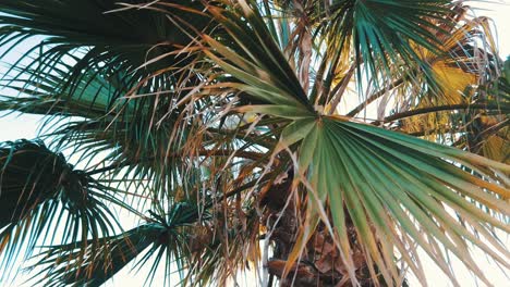 Nahaufnahme-über-Palmenblättern-Tagsüber-Im-Mediterranen-Sommerklima-In-Spanien