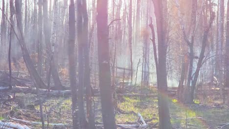 Smoke-rising-from-forest-floor-on-sunny-day,-side-motion-view