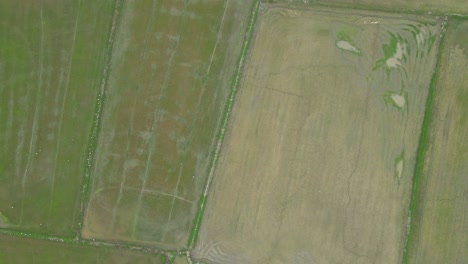 Draufsicht-Auf-Reisfelder-Mit-Einer-Dolly-Luftaufnahme