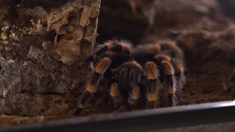 Araña-Tarántulas-Lasiodora-Parahybana-Comer-Grillo-Cerrar-Estático