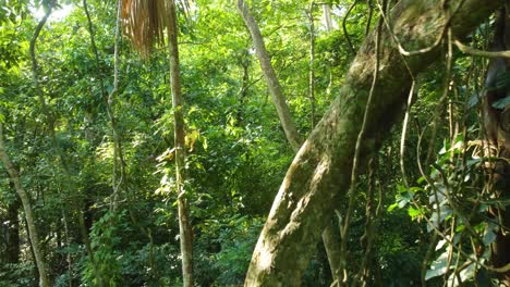 Drone-view-slowly-moving-through-Minca-Colombia-lush-tropical-woodland-forest-trees