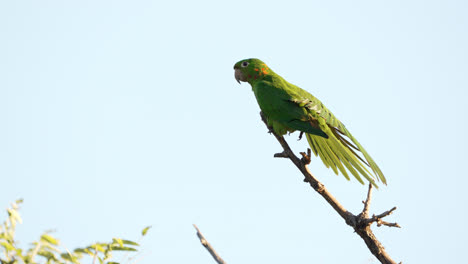 White-eyed-Parakeet-perching-high-on-a-tree-while-stretching-wings-in-slow-motion
