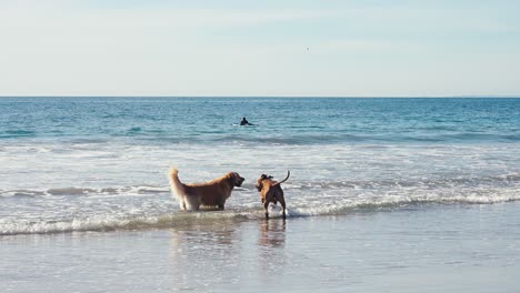 Slow-Motion,-Couple-of-Dogs-Having-Fun-at-the-Beach-on-Hot-Summer-Day