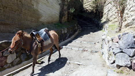 Woman-leading-horses-on-a-rocky-path-in-Quilotoa,-bright-daylight-offers-a-serene-journey,-side-view