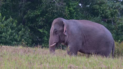 Camera-zooms-out-revealing-this-massive-animals-feeding,-Indian-Elephant-Elephas-maximus-indicus,-Thailand