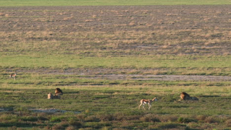 Fernsicht-Auf-Löwen-Und-Springböcke-In-Der-Wilden-Savanne-In-Südafrika