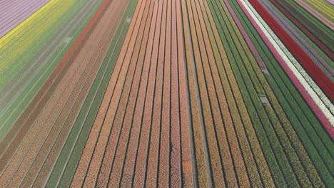 Vista-Por-Drones-De-Coloridos-Campos-De-Tulipanes-En-Primavera-En-Los-Países-Bajos