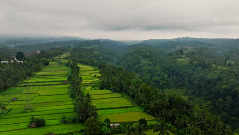 Indonesische-Landschaft-Mit-Reisfeldern-Und-Wald
