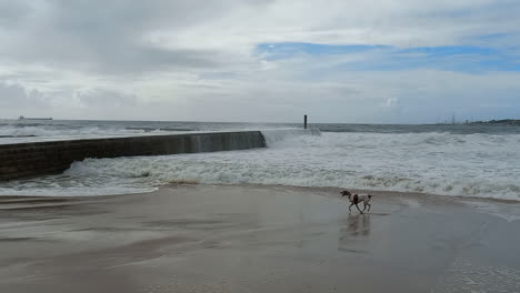 Raue-See-Mit-Starken-Wellen,-Die-Gegen-Den-Steg-Schlagen,-Ein-Hund,-Der-Spaß-Daran-Hat,-Mit-Dem-Wasser-Am-Strand-Herumzulaufen