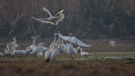 Flock-of-birds--fishing-in-wetland-area