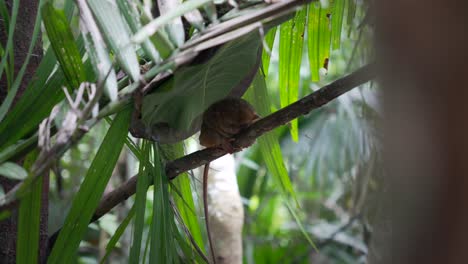 Tarsier-wraps-arms-and-legs-around-thin-branch-resting-under-tropical-foliage-leaves