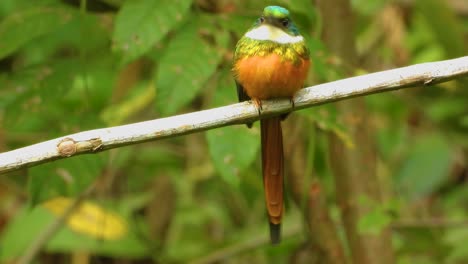 Vibrant-Rufous-tailed-Jacamar-perched-on-a-branch-in-a-lush-green-habitat