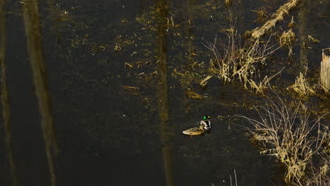 Mallard-ducks-floating-on-a-tranquil-forest-pond-with-clear-reflections-of-trees