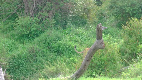 Un-Solo-León-Caminando-Por-La-Hierba-Verde-Y-Los-Arbustos-En-El-Parque-Masai-Mara,-Kenia,-África