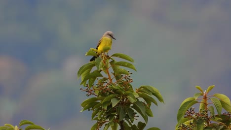 Yellow-tropical-kingbird-perched-on-lush-greenery,-serene-with-soft-focus-background
