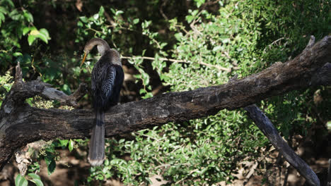 Anhinga-perching-on-a-tree-while-preening-and-showing-long-neck-and-beak