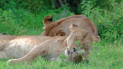 León-Acicalándose-Mientras-Está-Acostado-En-La-Hierba-En-Maasai-Mara,-Kenia,-África