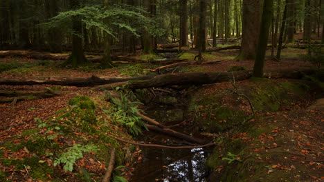shot-of-multiple-tree-trunks-lying-over-a-small-brook,-stream-at-Blackwater-Arboretum